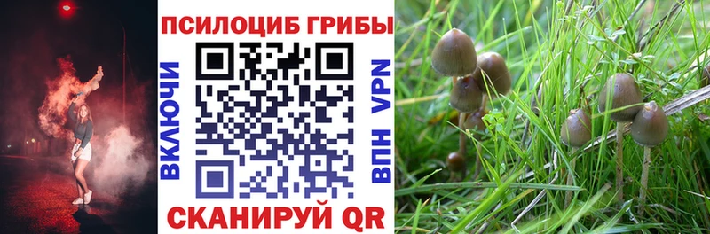 цена   Сураж  Галлюциногенные грибы GOLDEN TEACHER 